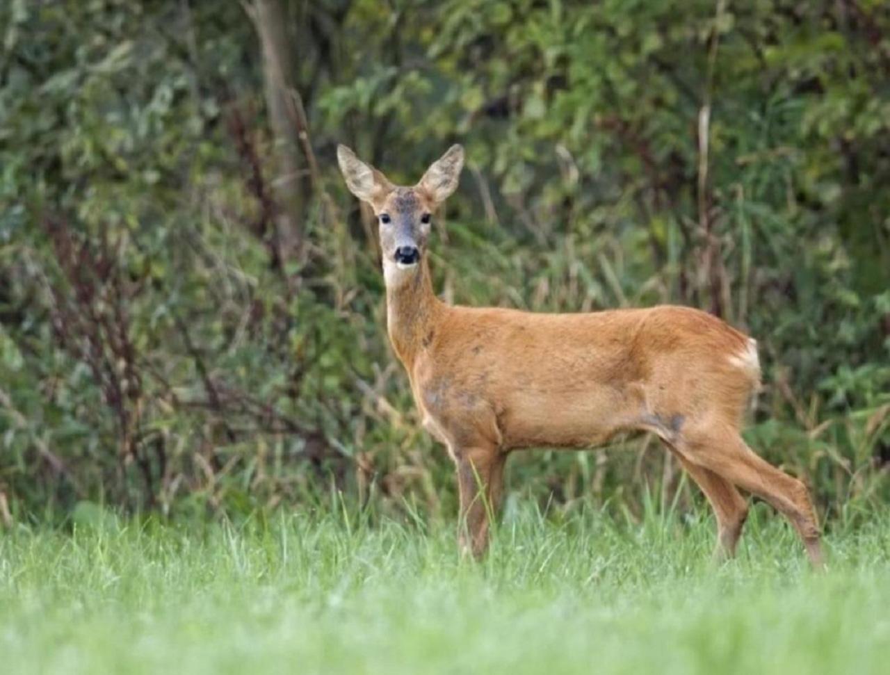 Haus Natura Jurdani Exteriör bild
